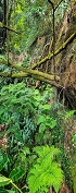Plants: image 38 Of 208 Thumb
